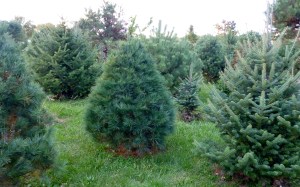 Scotch Pine/Canaan Fir